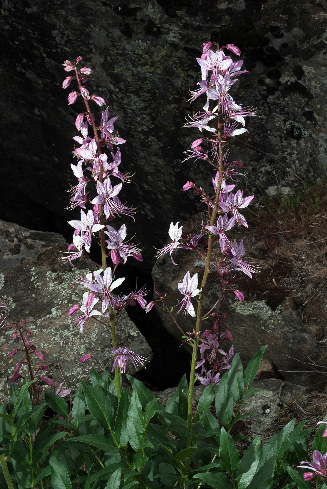 Photo Maurizio Broglio - Dictamnus albus